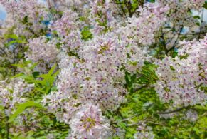 Over 100 varieties of flowering lilacs! - Country homes for sale and luxury real estate including horse farms and property in the Caledon and King City areas near Toronto