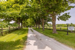 Maple lined front driveway - Country homes for sale and luxury real estate including horse farms and property in the Caledon and King City areas near Toronto