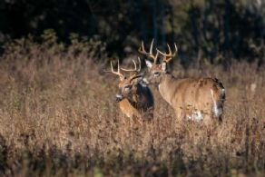 Resident deer - Country homes for sale and luxury real estate including horse farms and property in the Caledon and King City areas near Toronto