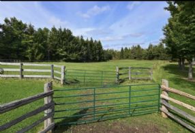 Paddocks in the Summer - Country homes for sale and luxury real estate including horse farms and property in the Caledon and King City areas near Toronto