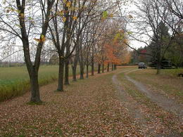 Sugar maples line the drive. - Country homes for sale and luxury real estate including horse farms and property in the Caledon and King City areas near Toronto